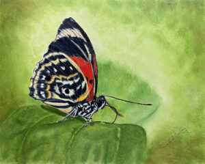 Image of oil painting of Agrias Amydon butterfly.